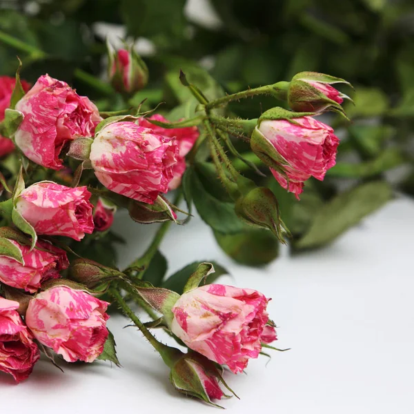 Εικόνα Από Αποξηραμένα Τριαντάφυλλα — Φωτογραφία Αρχείου