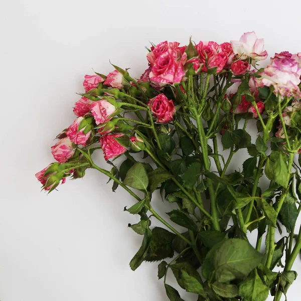 Image Dried Roses — Stock Photo, Image