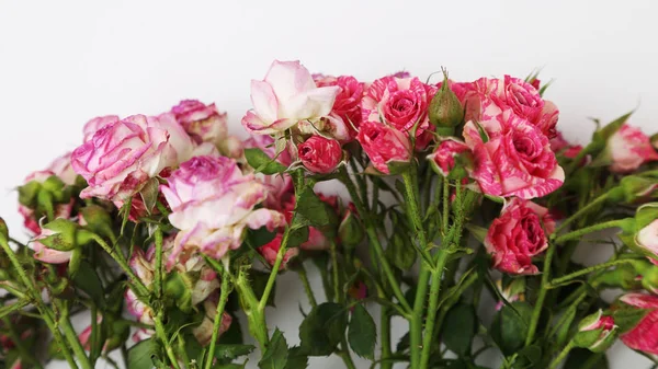 Studio Εικόνα Αποξηραμένα Τριαντάφυλλα — Φωτογραφία Αρχείου