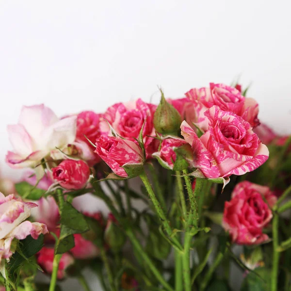 Studio Image Dried Roses — Stock Photo, Image