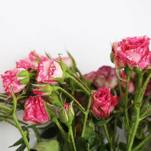 Imagem Estúdio Rosas Secas — Fotografia de Stock