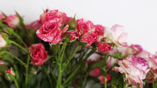 Studio Image Suszonych Róż — Zdjęcie stockowe