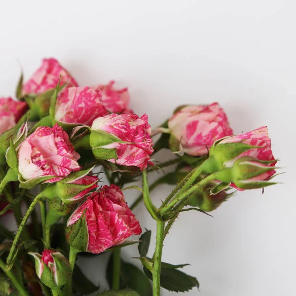 Atelierbild Von Getrockneten Rosen — Stockfoto
