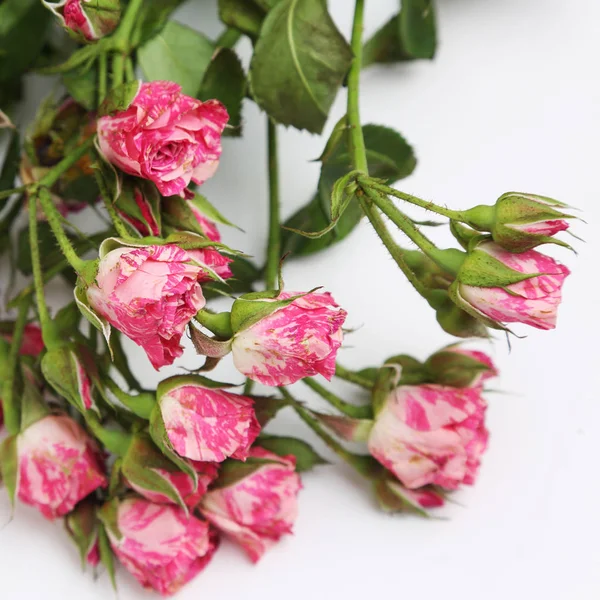 Studio Image Dried Roses — Stock Photo, Image