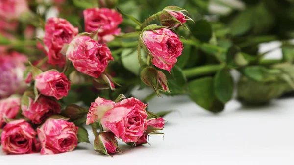 Студийный Образ Сушеных Роз — стоковое фото