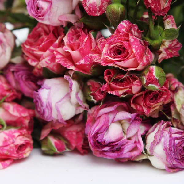 Image Dried Roses — Stock Photo, Image