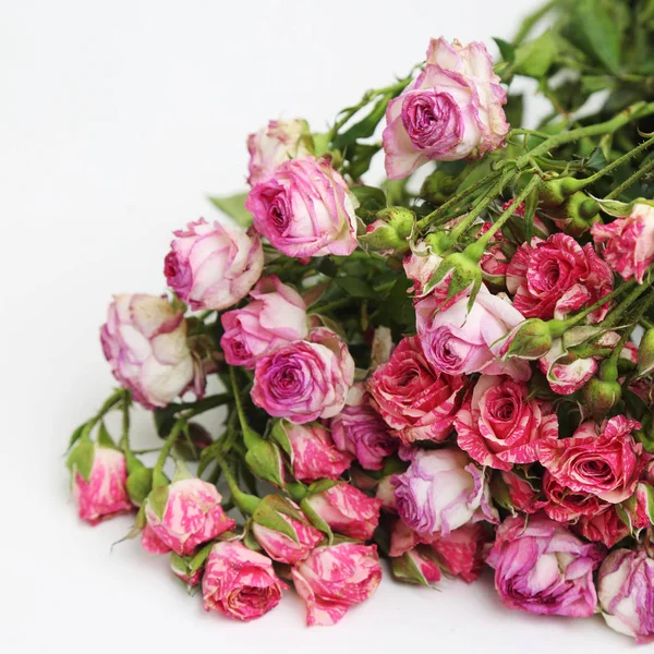 Image Dried Roses — Stock Photo, Image