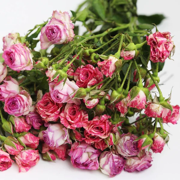 Image Dried Roses — Stock Photo, Image