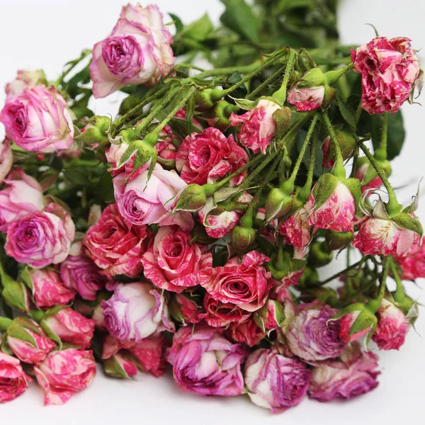 Image Dried Roses — Stock Photo, Image
