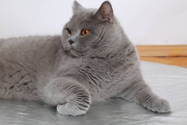 Kameraya poz yakışıklı kedi İngiliz mavi doğurmak