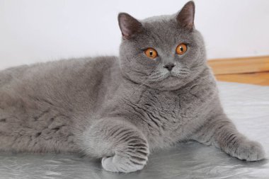 Kameraya poz yakışıklı kedi İngiliz mavi doğurmak