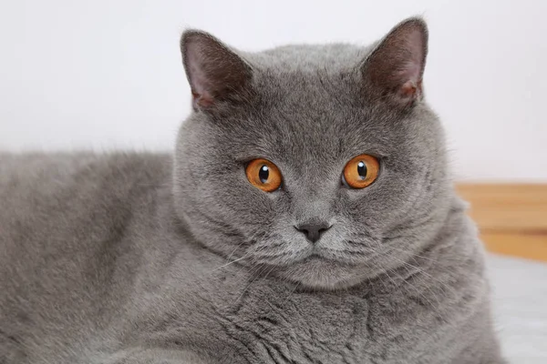 Handsome Cat British Blue Breed Posing Camera — Stock Photo, Image