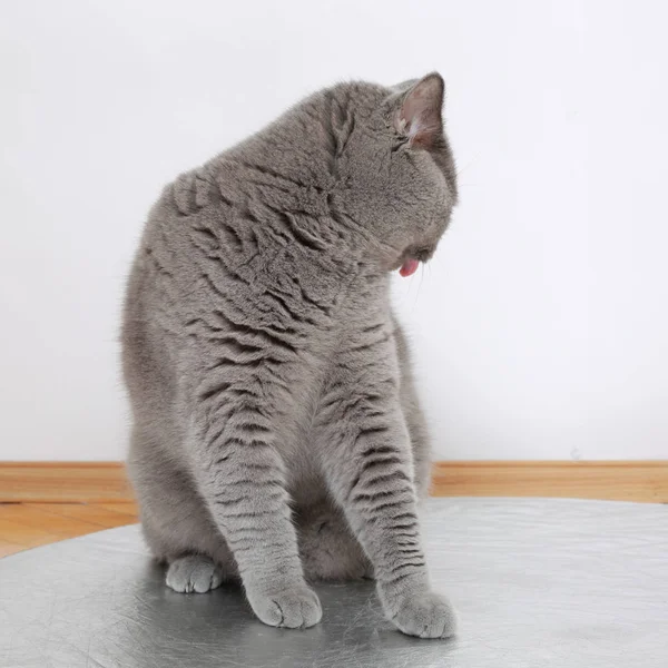 Knappe Britse Blauwe Kattenras Poseren Camera — Stockfoto