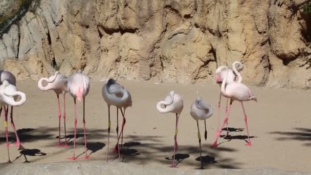 Valencia Spanien Juni 2016 Vackra Flamingos Bioparken Zoo Valencia Spanien — Stockvideo