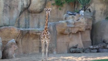 VALENCIA, İSPAN - 16 Haziran 2018 Bioparc 'taki güzel zürafalar. Valencia, İspanya 'da hayvanat bahçesi.