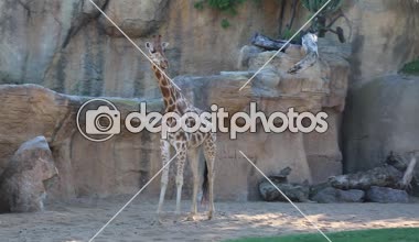 VALENCIA, İSPAN - 16 Haziran 2018 Bioparc 'taki güzel zürafalar. Valencia, İspanya 'da hayvanat bahçesi.