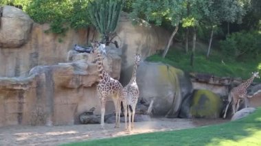 VALENCIA, İSPAN - 16 Haziran 2018 Bioparc 'taki güzel zürafalar. Valencia, İspanya 'da hayvanat bahçesi.