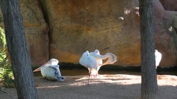 Biopark에서 펠리컨 발렌시아 스페인 2018 발렌시아 스페인에 동물원 — 비디오