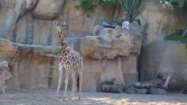 Valencia Spain June 2018 Beautiful Giraffes Bioparc Зоопарк Валенсії Іспанія — стокове відео