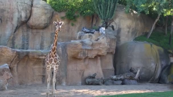 Valencia Espagne Juin 2018 Belles Girafes Dans Bioparc Zoo Valence — Video