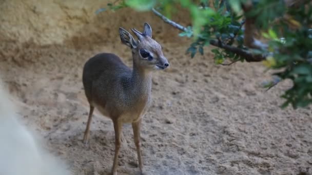 Valencia Spain June 2016 Deer Melihat Kamera Bioparc Kebun Binatang — Stok Video