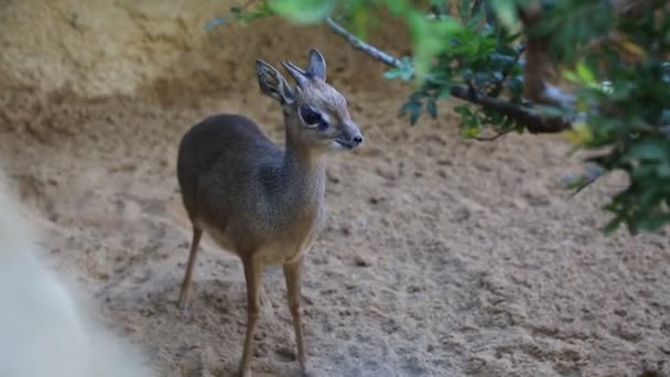 Valencia Spanje Juni 2016 Herten Kijken Naar Camera Bioparc Dierentuin — Stockvideo