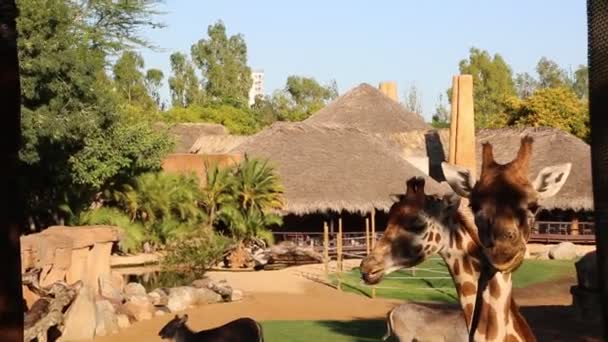 Valencia Španělsko Června 2018 Krásné Žirafy Bioparku Zoo Valencii Španělsko — Stock video