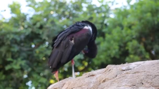 Close Van Exotische Wilde Zwarte Vogel Het Wild — Stockvideo