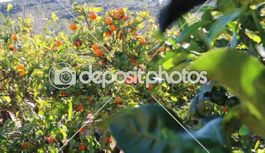 Eski mandalina Bahçesi. Seçilen odak