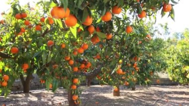 Eski mandalina Bahçesi. Seçilen odak