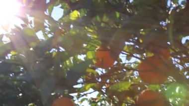 Eski mandalina Bahçesi. Seçilen odak