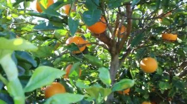 Eski mandalina Bahçesi. Seçilen odak