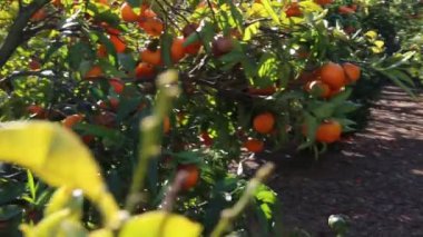 Eski mandalina Bahçesi. Seçilen odak