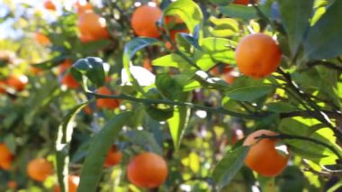 Eski mandalina Bahçesi. Seçilen odak