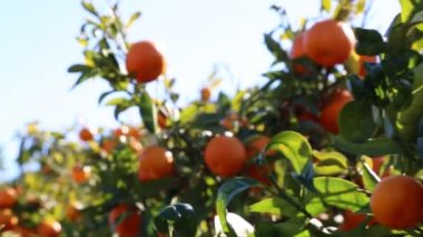 Eski mandalina Bahçesi. Seçilen odak