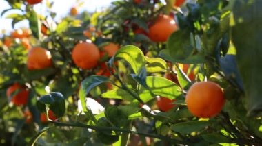 Eski mandalina Bahçesi. Seçilen odak