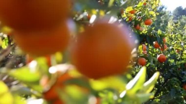 Eski mandalina Bahçesi. Seçilen odak