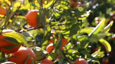 Eski mandalina Bahçesi. Seçilen odak