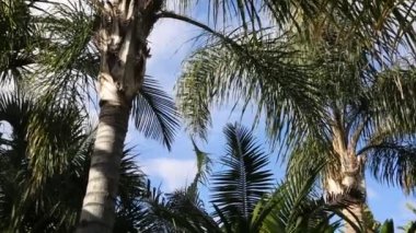 Güneş ışınları palmiye ağaçları üzerinden güneş ışığına sahiptir