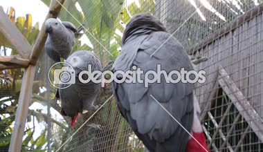 Tropik papağan kameraya poz. Güzel egzotik kuş.