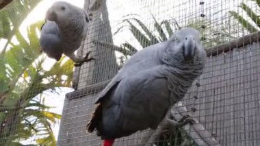 Tropik papağan kameraya poz. Güzel egzotik kuş.