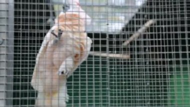 Tropik papağan kameraya poz. Güzel egzotik kuş.