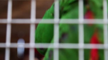 Tropik papağan kameraya poz. Güzel egzotik kuş.