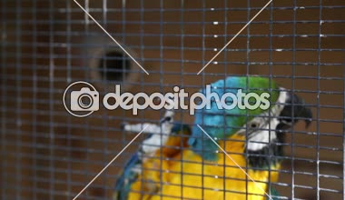 Tropik papağan kameraya poz. Güzel egzotik kuş.