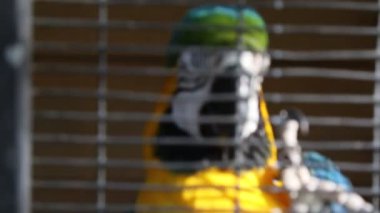 Tropik papağan kameraya poz. Güzel egzotik kuş.