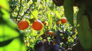 Eski mandalina Bahçesi. Seçilen odak.