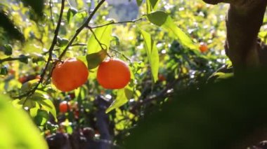 Eski mandalina Bahçesi. Seçilen odak.
