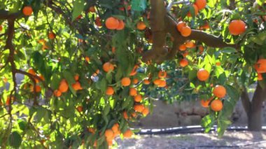 Eski mandalina Bahçesi. Seçilen odak.