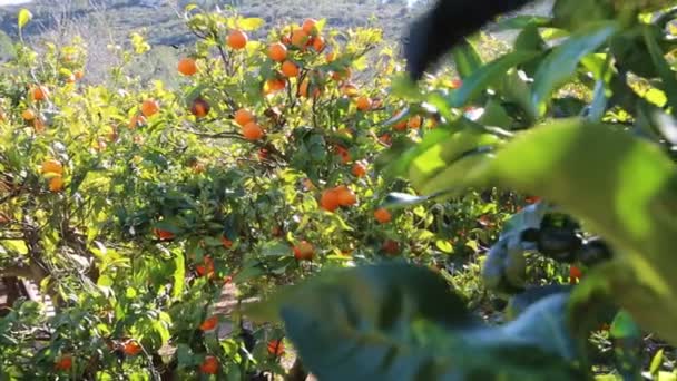 Old Tangerine Orchard Enfoque Seleccionado — Vídeo de stock