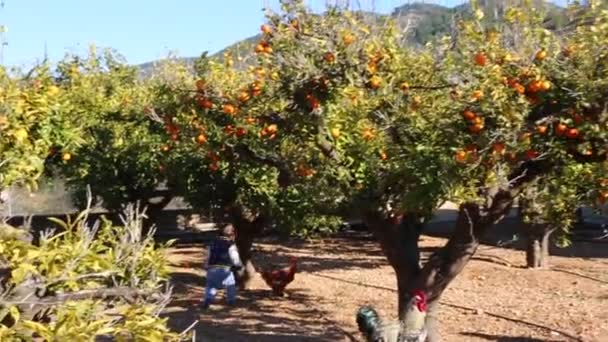 Old Tangerine Orchard Foco Selecionado — Vídeo de Stock